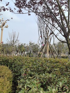 园林绿植景观