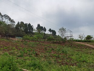 绿意盎然的山坡田园风光