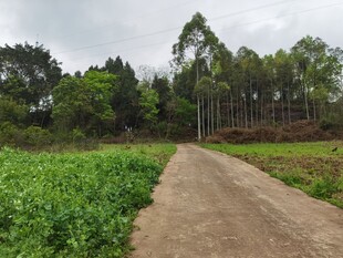 乡间小路旁的翠绿田野