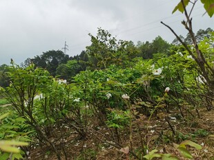 山林间繁茂的绿色植物