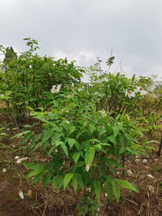 田间绿色植物生机勃勃