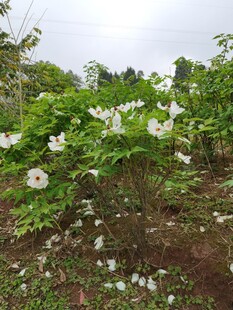 盛开的白色花朵植物景观