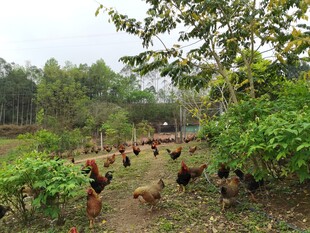 林间漫步的鸡群