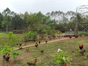 乡村散养的成群土鸡