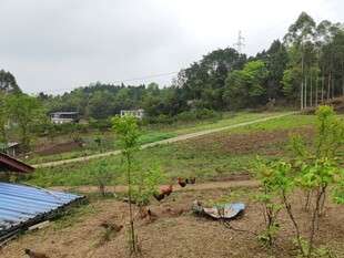 乡村田园种植景象