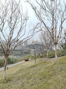 冬日郊野光秃树木风景