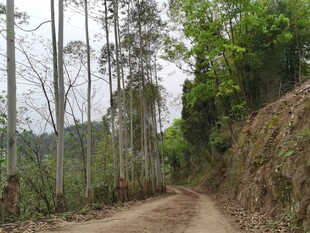 山间土路旁的高耸树干