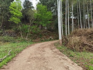 乡间土路静谧自然之景