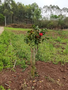 田间单株结红果的植物