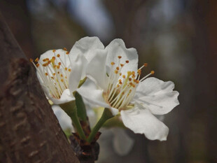 枝头绽放的洁白梨花