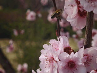 蜜蜂采蜜于粉嫩桃花间