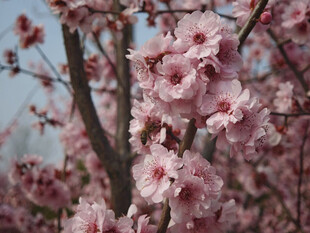 枝头绽放的粉嫩桃花