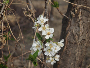 枝头绽放的白色小花