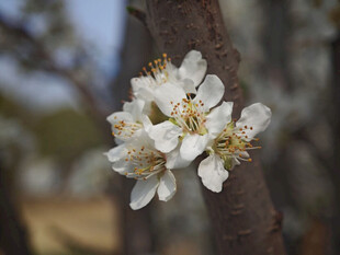 枝头绽放的洁白梨花