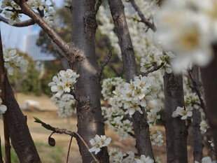 春日繁花盛开的梨树