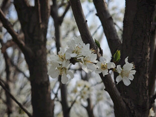 枝头绽放的洁白花朵