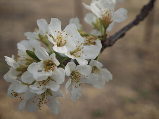 枝头绽放的洁白杏花