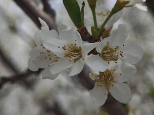 枝头绽放的洁白梨花