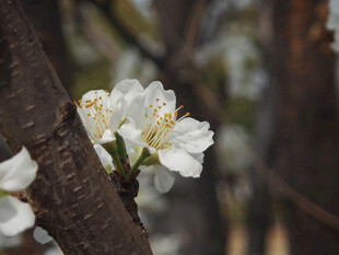 枝头绽放的洁白花朵
