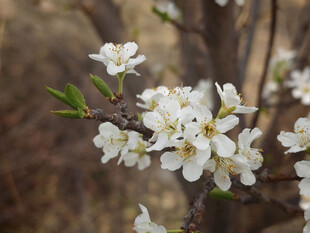 枝头绽放的洁白花朵