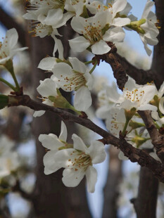 枝头绽放的洁白花朵