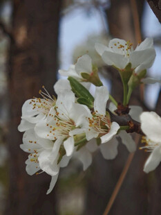 枝头绽放的洁白春花