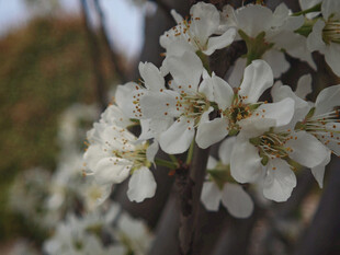 枝头绽放的洁白梨花