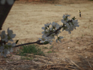 枝头绽放的素雅杏花