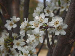 枝头绽放的洁白梨花