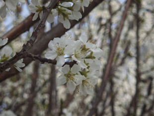 枝头绽放的洁白花朵
