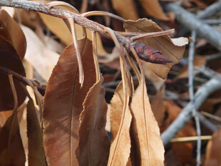 干枯树枝上的棕色残叶