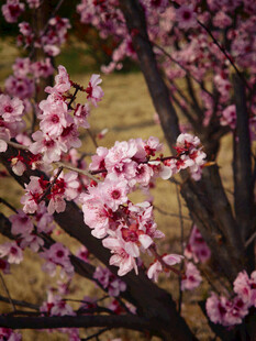 绽放的粉嫩繁花
