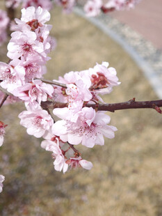 枝头绽放的粉嫩桃花