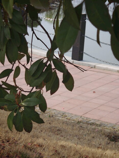 绿叶低垂于砖石小径旁