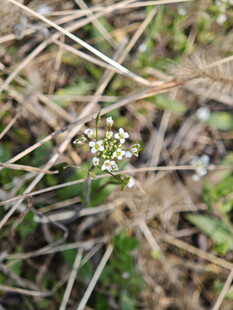 草丛中的白色小花