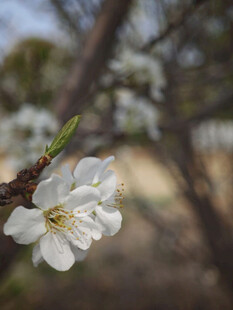 枝头绽放的洁白春花