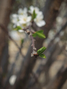 枝头绽放的白色小花
