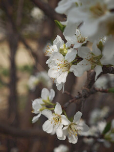 枝头绽放的洁白花朵