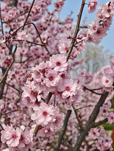 盛开的粉色桃花