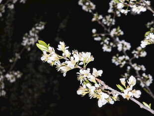 枝头绽放的洁白花朵