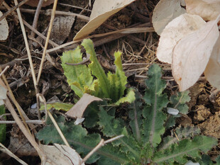破土而出的嫩绿植物