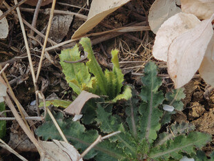 破土而出的嫩绿植物