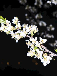 枝头绽放的洁白花朵