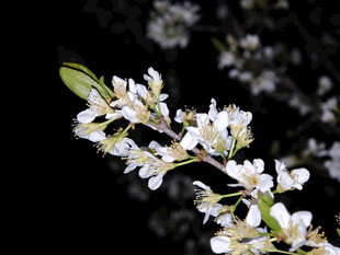 洁白李花枝头绽放