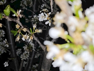 夜中绽放的洁白花朵