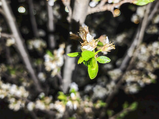 枝头嫩叶与蜜蜂