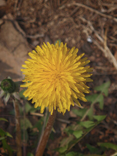 绽放的黄色蒲公英花朵