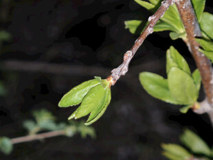 嫩绿新芽枝头绽