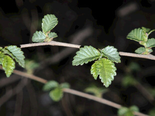 嫩绿叶片的植物枝丫