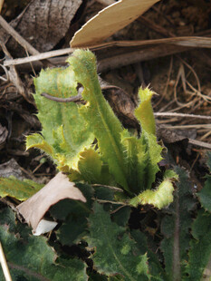 嫩绿植物破土而出